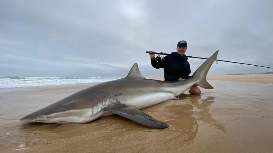 Bronze whaler shark on the beach